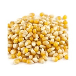 Yellow Popcorn 50lb