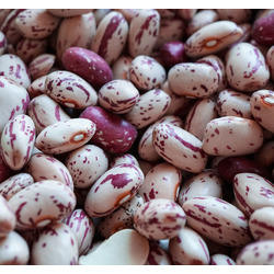 Cranberry Beans 50lb